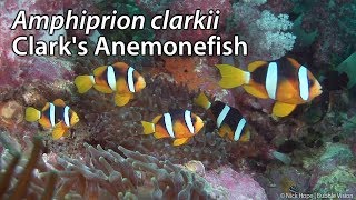 Clarks Anemonefish Amphiprion clarkii Stock Footage  HDV 108050i [upl. by Adnarrim706]