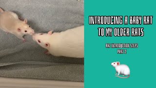 HOW I INTRODUCED MY RATS TO EACH OTHER [upl. by Aleirbag]