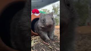 Adorable Wombat Emerges From Christmas Pudding Costume [upl. by Dinan]