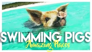 BAHAMAS SWIMMING PIGS ISLAND IN EXUMA [upl. by Farrar]