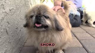 Pekingese for Adoption  California  Rescued by Alura Always and Forever Pekingese Rescue [upl. by Mita]