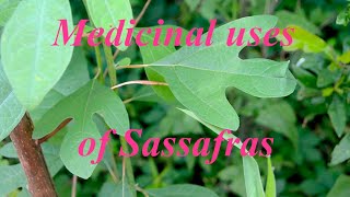 Medicinal uses of Sassafrass [upl. by Newlin465]