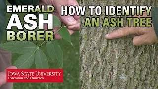 How to Identify an Ash Tree [upl. by Doreen]