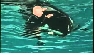 ORCA ASSASSINA ATTACCA ISTRUTTORE  KILLER WHALE attacks INSTRUCTOR [upl. by Oelak]