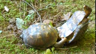 Box Turtles Mating Graphic Part 1 of 3 [upl. by Eshelman74]