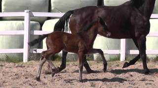 wwwreitschulesandbrinkde foal FOR COMPLIMENT  DON DIAMOND [upl. by Ahsimit]