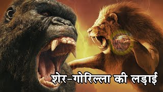 शेर और गोरिल्ला की लड़ाईGorilla VS Lion Is it true a gorilla would win a fight against a lion [upl. by Ennahs]