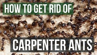 How to Get Rid of Carpenter Ants 4 Simple Steps [upl. by Royd]