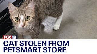 Cat stolen from Puyallup PetSmart adoption center  FOX 13 Seattle [upl. by Frech]