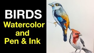 Watercolor  Pen amp Ink Study e3  Birds [upl. by Veronike610]