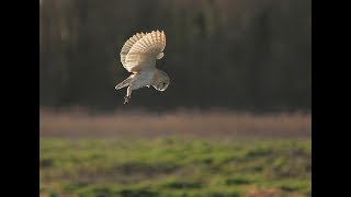 Barn Owl Hunting  DBLM Wildlife [upl. by Llebanna]