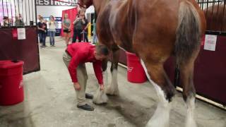 Behind the Scenes with the Budweiser Clydesdales [upl. by Ednargel]