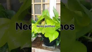 My beautiful collection of Pothos plants 🌿☘️💐 [upl. by Anirtek768]