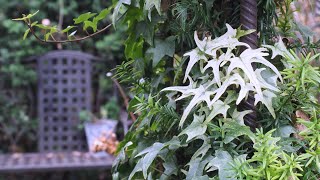 Meine grüne Leidenschaft  Efeu in meinem Garten [upl. by Thompson]