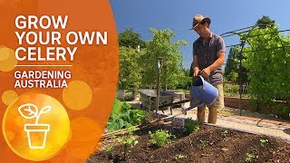 How to grow your own celery [upl. by Yriek]