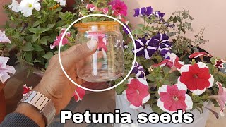 Petunia flower  How to collect and store Petunia seeds [upl. by Ellesij]