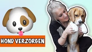 Hoe verzorg je jouw hond  DierenpraatTV [upl. by Phox461]