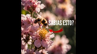 Insectos Sorprendentes Descubre datos curiosos sobre abejas arañas y escorpiones [upl. by Ardnoid]