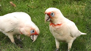 Funny Cockatoo Video  Crazy Corellas Somersault and Play [upl. by Lawan]