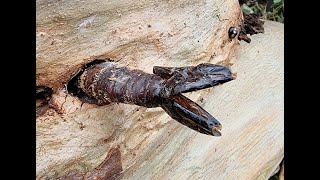 Giant Wood Moth Chrysalis  Sydney Australia [upl. by Oirelav599]