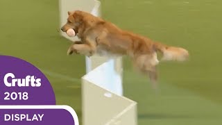 The Gundogs put on a Banging Display at Crufts 2018 [upl. by Naesar595]