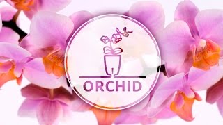 How To Plant Orchid Phalaenopsis in a selfwatering Orchidea TWIN pot with water level control [upl. by Ludwog]