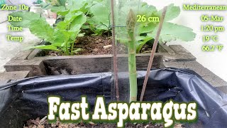 Growing Fast Asparagus Spears [upl. by Ahsikin897]