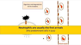 Pus Neutrophils and Antigen Presenting Cells APCs [upl. by Darom641]