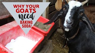 Baking Soda for Goats [upl. by Durwood598]