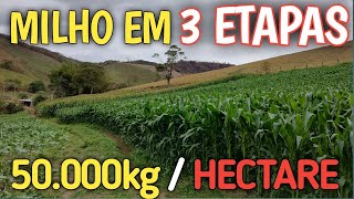 3 etapas pra produzir muito milho pra silagem 50 toneladas por hectare [upl. by Joo]