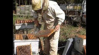 Comment élever les abeilles pour produire du miel et de la propolis [upl. by Nutsud770]