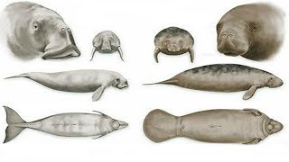 All Manatee amp Dugong Species  Species List [upl. by Noraa]