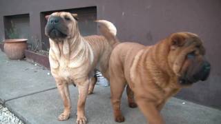 Cute Shar Pei kennel [upl. by Lehcsreh]