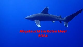 Abgetaucht im Roten Meer  Ägypten 2024 [upl. by Fabrianne]