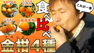 【縁起物柑橘】金柑３種を食べ比べてみた [upl. by Tena842]