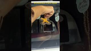 how to repair windshield crack repair car [upl. by Goodill850]