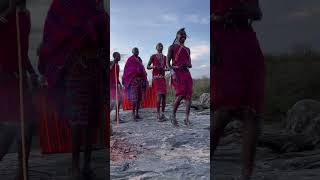 🇰🇪 Kenyan Maasai Tribal Dancing in Masai Mara Kenya shorts [upl. by Alecram]