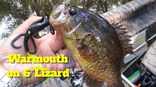 Cast to Catch Big Warmouth on 6quot Zoom Lizard Bass Fishing Lynches River SC [upl. by Gauldin611]