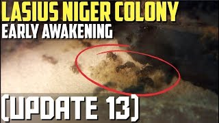 Lasius Niger Colony Update 13  Early Awakening [upl. by Drol]