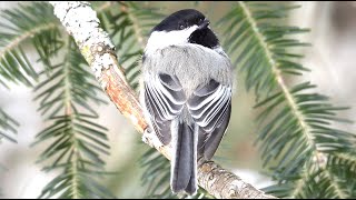 Mésange chant et cri  Chickadee song and call [upl. by Belford]