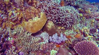 Diving Capones Island Watch in HD [upl. by Annie]