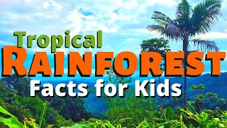 Rainforest Facts for Kids  All About the Amazon amp Other Tropical Rainforests [upl. by Enrol999]