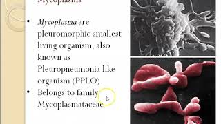 Actinomycetes and mycoplasma [upl. by Eetnuahs626]