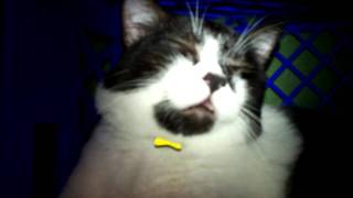 Cat having myoclonic seizure Video 1 [upl. by Reedy91]