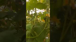 alexafarms polyhouseindia hydroponicfarming agriculture trendingshorts farming [upl. by Sorodoeht]