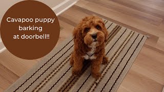 Cavapoo puppy barking at doorbell [upl. by Boff528]