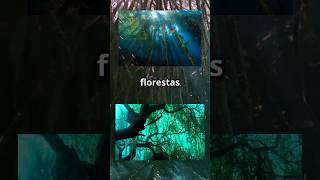 As misteriosas florestas submersas Árvores que vivem debaixo dágua 🌲🌊 curiosidades floresta [upl. by Timothee]