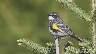 Yellow rumped warbler song [upl. by Devaj]