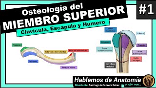 🔴 1👉OSTEOLOGIA DEL MIEMBRO SUPERIOR 🟩 CLAVICULA ESCAPULA Y HUMERO 🟪 [upl. by Hellene]