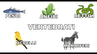 I vertebrati scuola primaria [upl. by Erdnoid]